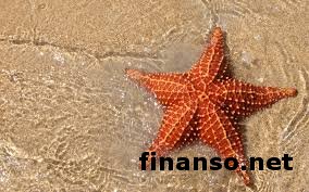 "Ноу-хау" в медицине: ученые создали лекарство от инсульта из морских звезд