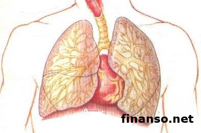 Ученым удалось вырастить легкие в лабораторных условиях