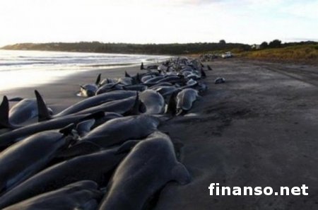 Более 500 дельфинов погибли на побережье Перу