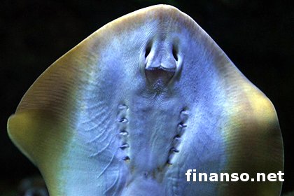 Ученые выяснили, почему рыба-скат бъется током