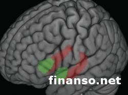 Ученые: стресс изменяет структуру человеческого мозга