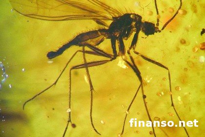 В китайском янтаре найдены прибалтийские насекомые