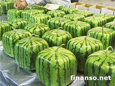 Ученые: ГМО необходимо человечеству