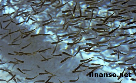 Резкий поворот: не выдержав, РФ исключила некоторые продукты из санкционного списка