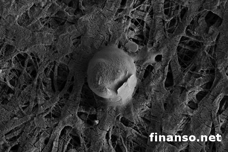 Ученые: под льдами Антарктиды обнаружены тысячи видов живых организмов