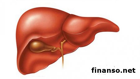 Ноу-хау в медицине: ученые вырастили печень из стволовых клеток