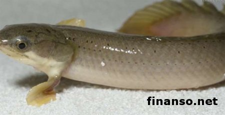 Ученые из Канады научили рыбу ходить