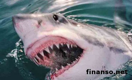 Акулы убивают мужчин в 9 раз чаще, чем женщин – ученые