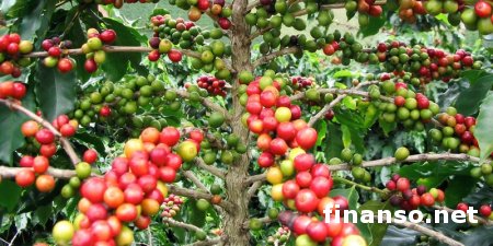 Ученые сумели расшифровать геном кофе