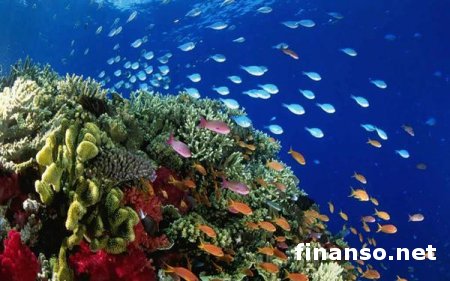 Ученые: углекислый газ убивает океаническую жизнь