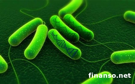 Американским ученым удалось создать бактерию, запоминающую информацию 