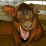 Беларусь ограничила ввоз в страну свинины из Украины, - причины