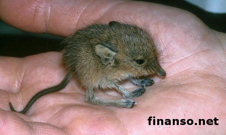 Открыты 221 вид ранее неизвестных науке животных, - ученые