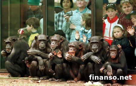 Невероятно, но факт: шимпанзе способны изучать иностранный язык – ученые