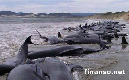 В Новой Зеландии на берег выбросились почти 200 дельфинов-гринд - причины