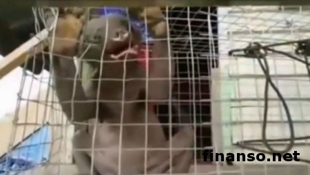 В лесу Китая было поймано неизвестное науке существо