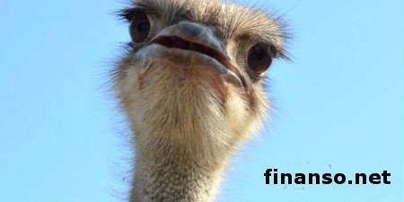 Янукович рассказал о «поддержке» страусов и Межигорье