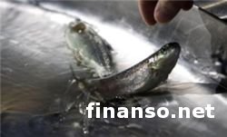 Лосось дороже нефти марки Brent – Bloomberg