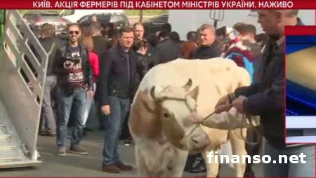 Ляшко организовал митинг из коров под Кабмином
