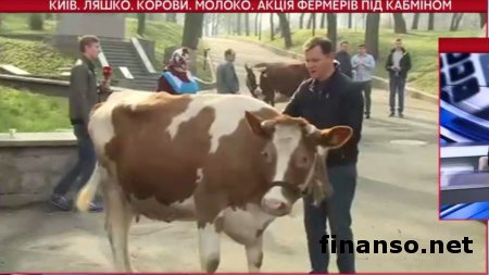 Ляшко организовал митинг из коров под Кабмином