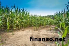 Китай отказался от импорта украинского урожая: в посевах нашли вредителей