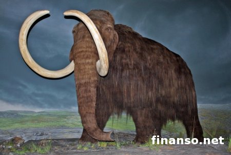 Ученые озвучили причину вымирания последних мамонтов на Земле