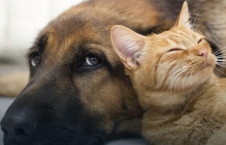 Проблемы со здоровьем у собак и кошек