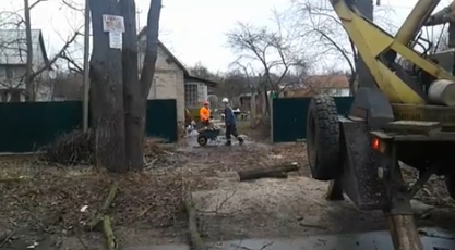 Кому доверить кронирование деревьев?