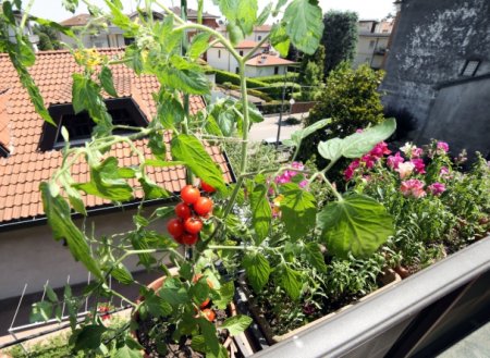 Доморощенные помидоры: что нужно знать?