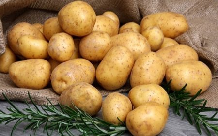 Какой семенной картофель дает самый высокий урожай?